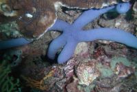 Blauer Stern