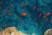Goldfische