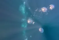20260711_0098_D