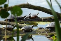 Die Schildkröten sonnen sich wieder